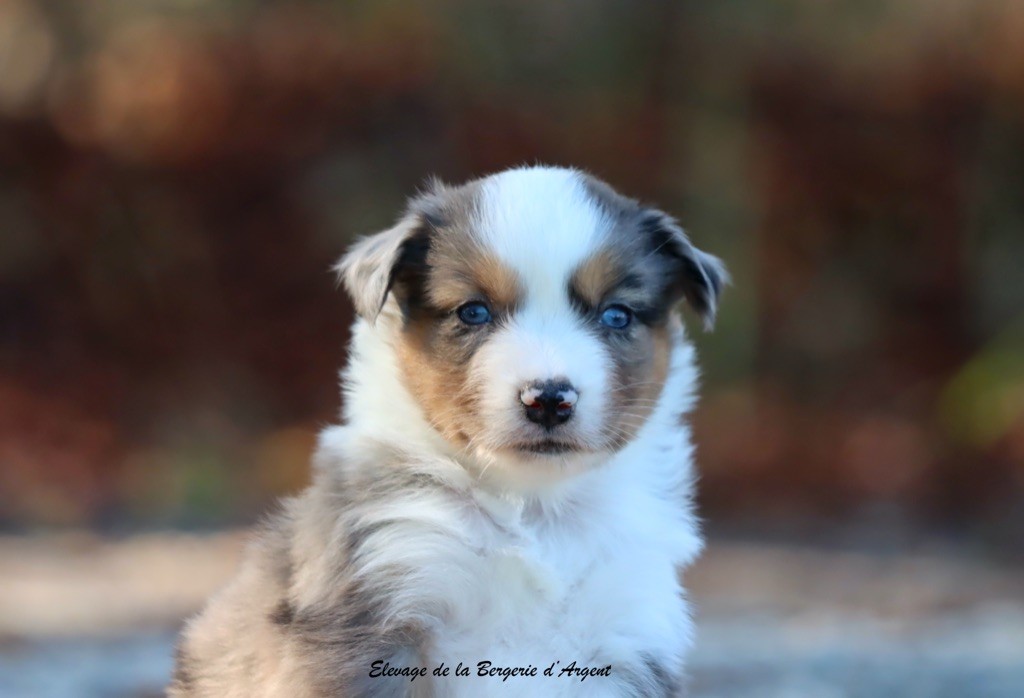 A... de la Bergerie d'Argent