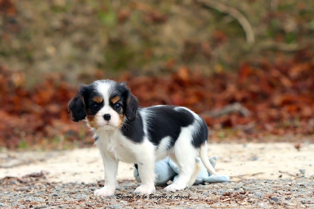 Arya de la Bergerie d'Argent