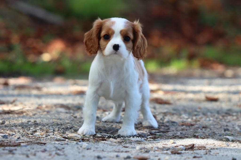 Azalée de la Bergerie d'Argent