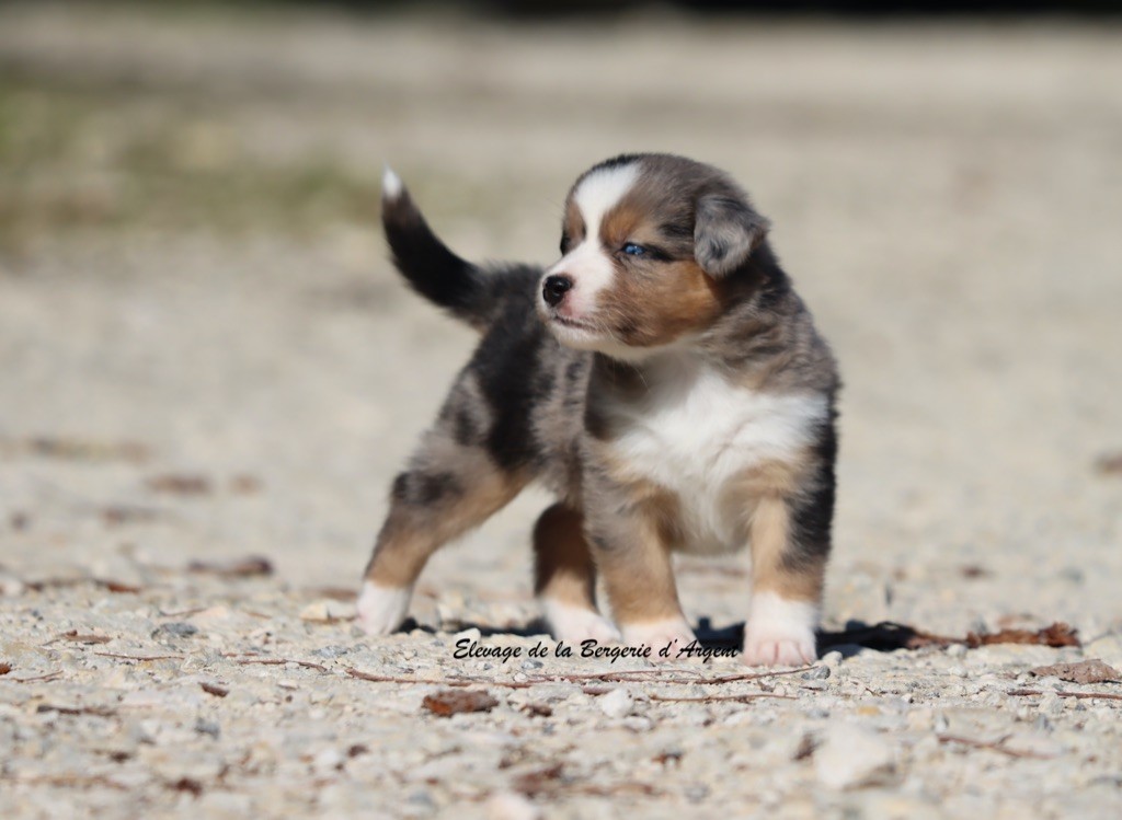 A... de la Bergerie d'Argent