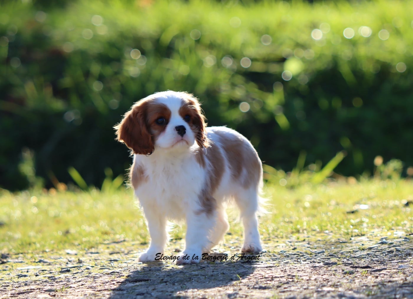 ARROW de la Bergerie d'Argent