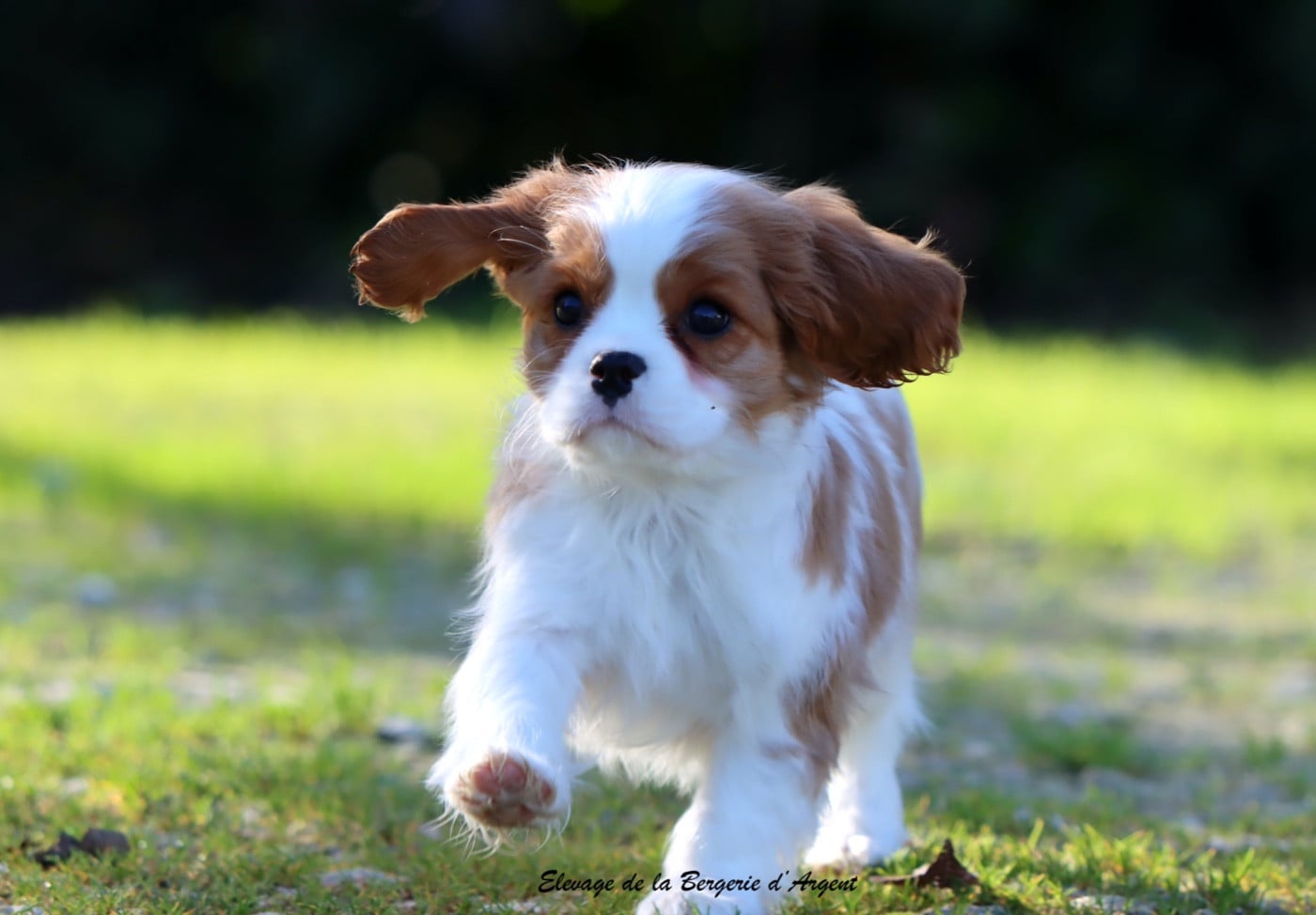 ARROW de la Bergerie d'Argent