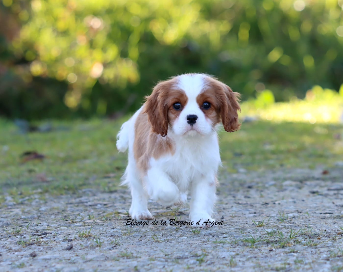 ARROW de la Bergerie d'Argent