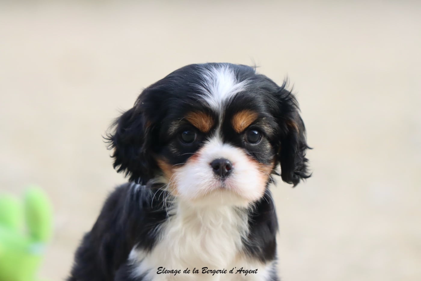 Aloé de la Bergerie d'Argent