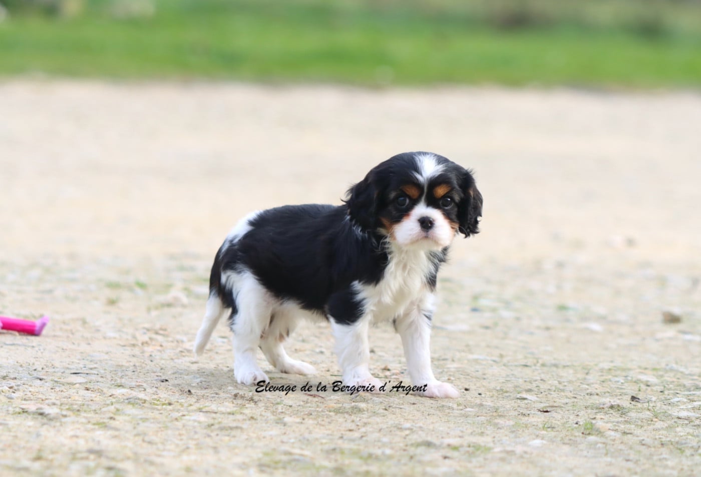 Aloé de la Bergerie d'Argent