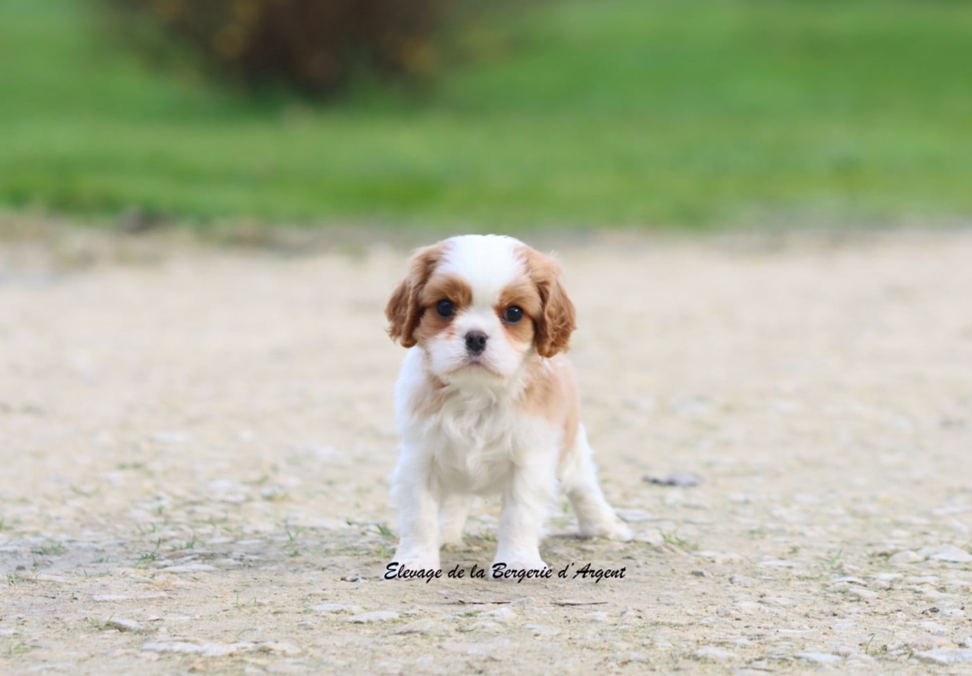 Aïce de la Bergerie d'Argent