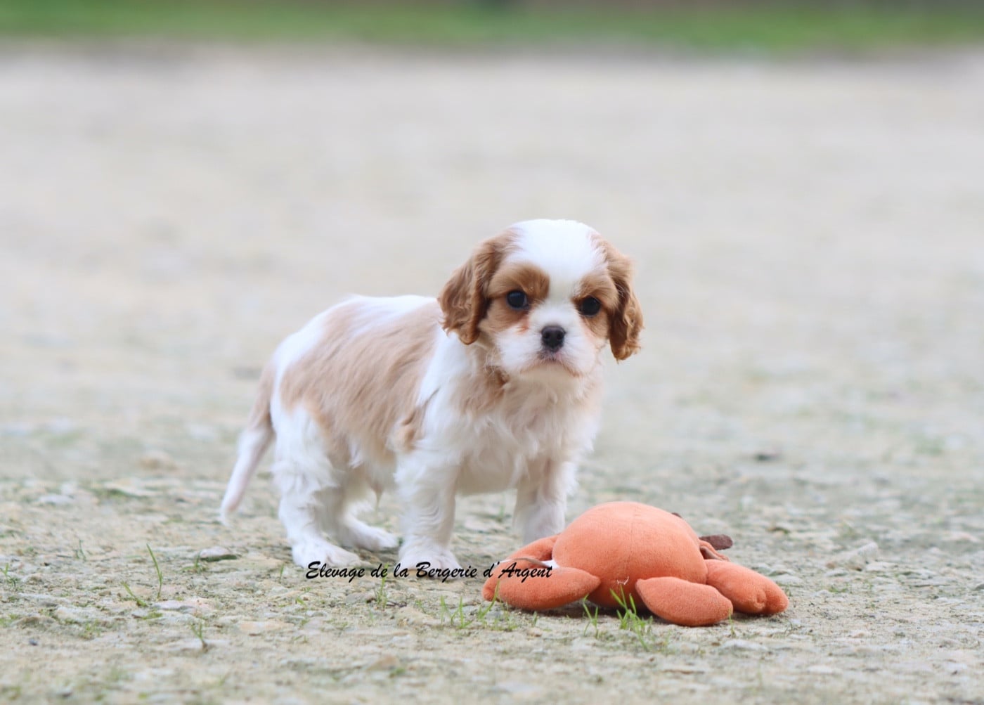 Aïce de la Bergerie d'Argent