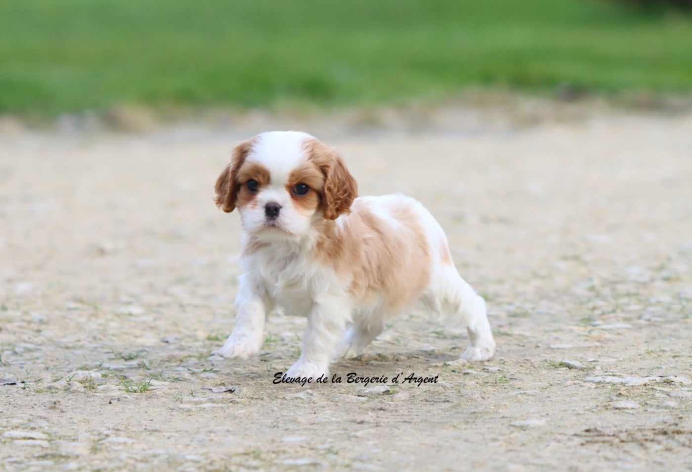 Aïce de la Bergerie d'Argent