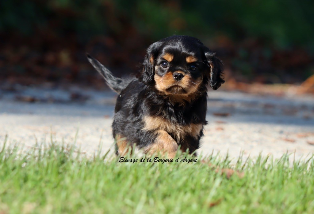 Appy de la Bergerie d'Argent