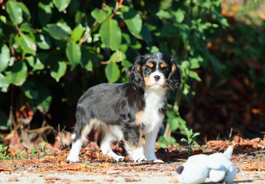 Athéna de la Bergerie d'Argent