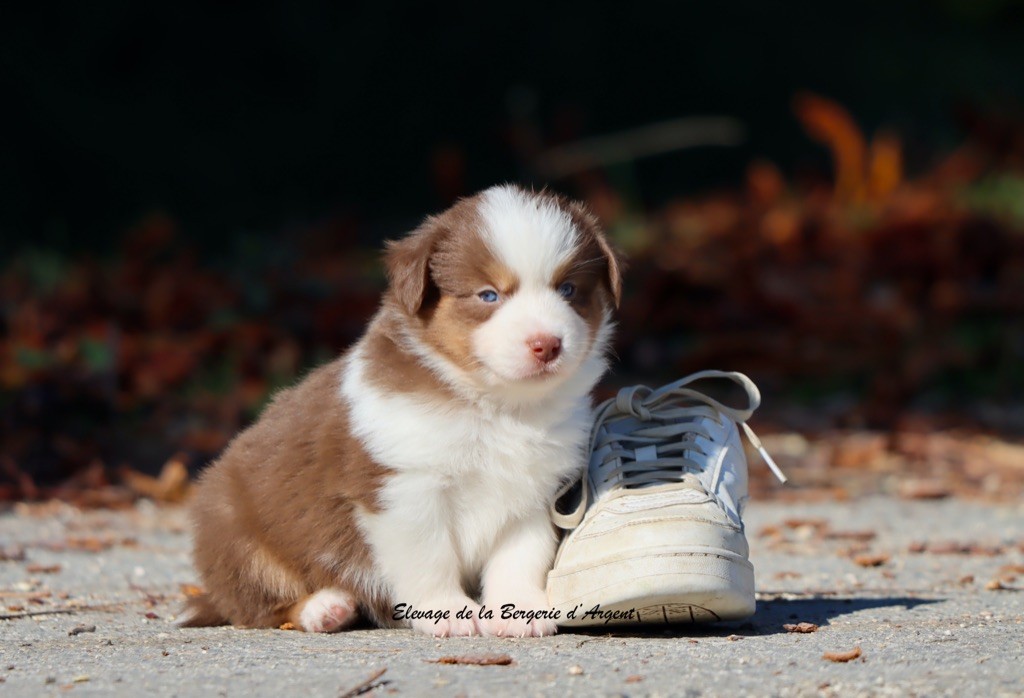 A... de la Bergerie d'Argent