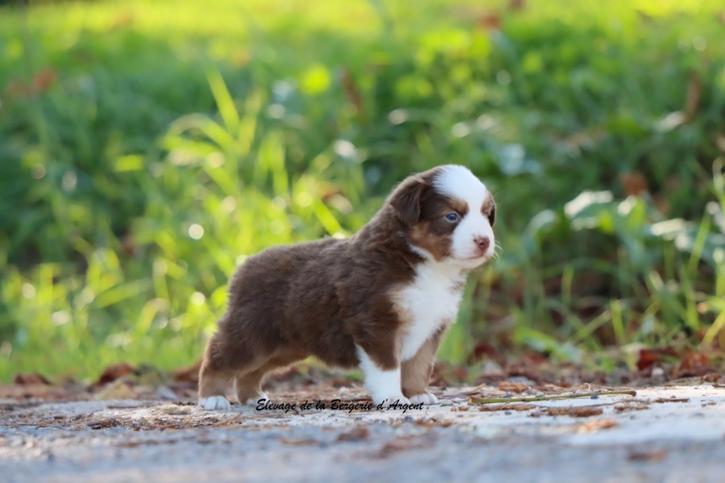 A... de la Bergerie d'Argent