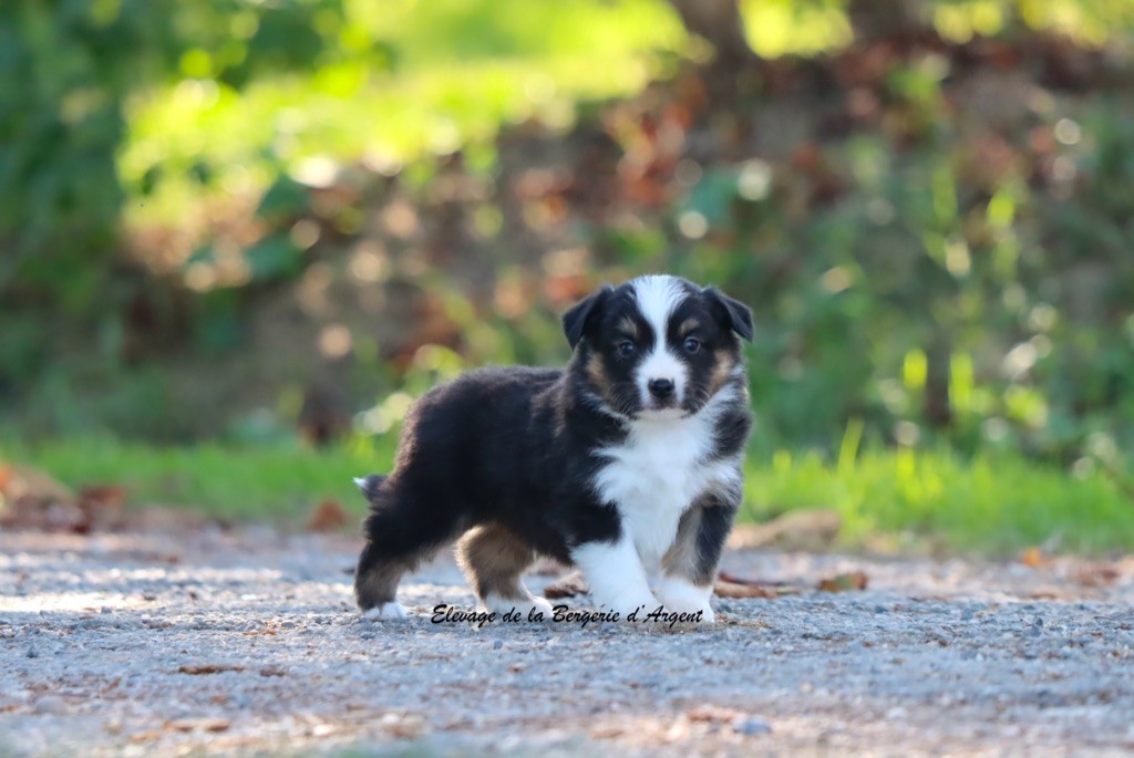 A... de la Bergerie d'Argent