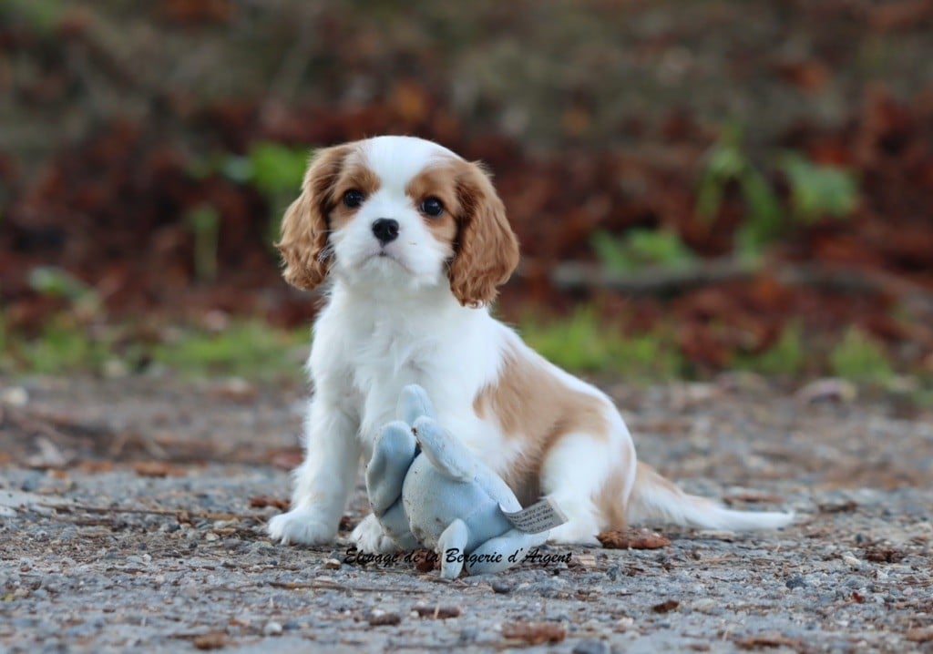 Altesse de la Bergerie d'Argent