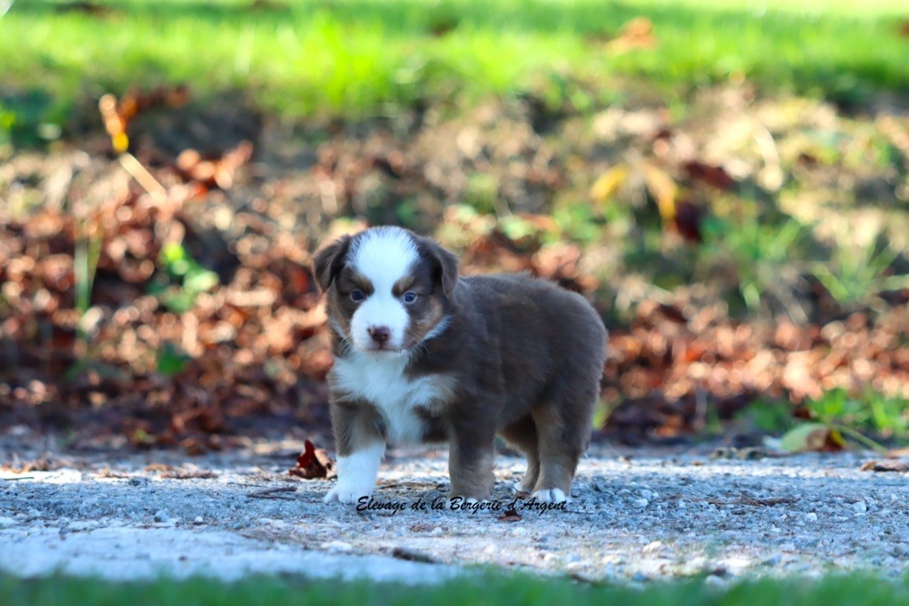 A... de la Bergerie d'Argent