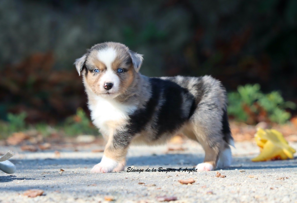 A... de la Bergerie d'Argent