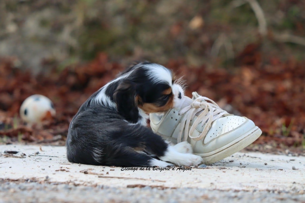 Armani de la Bergerie d'Argent