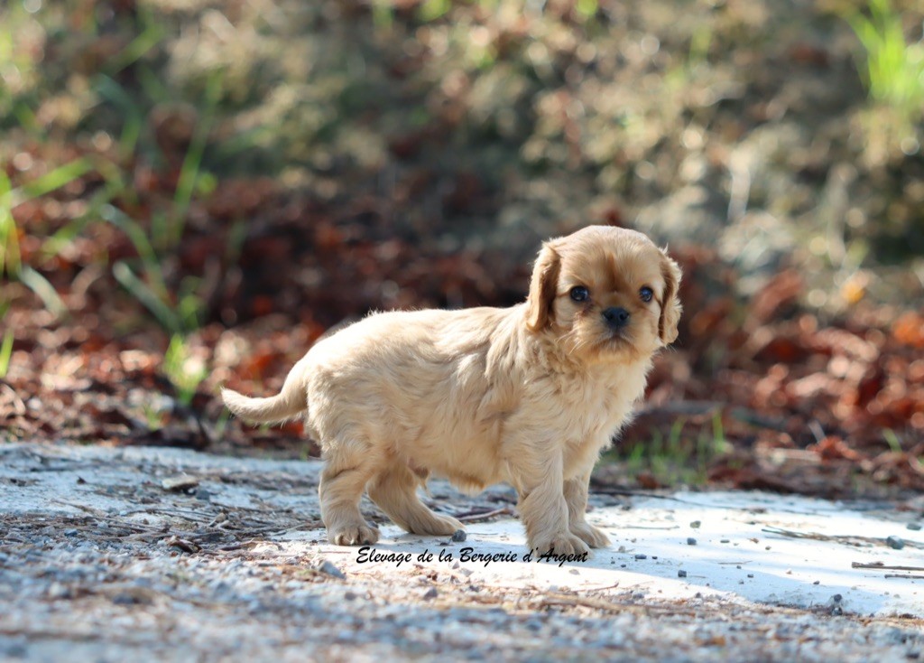 A... de la Bergerie d'Argent