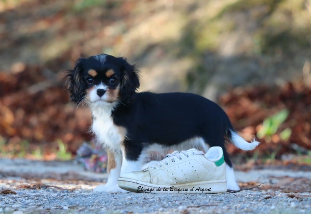 Avaé de la Bergerie d'Argent