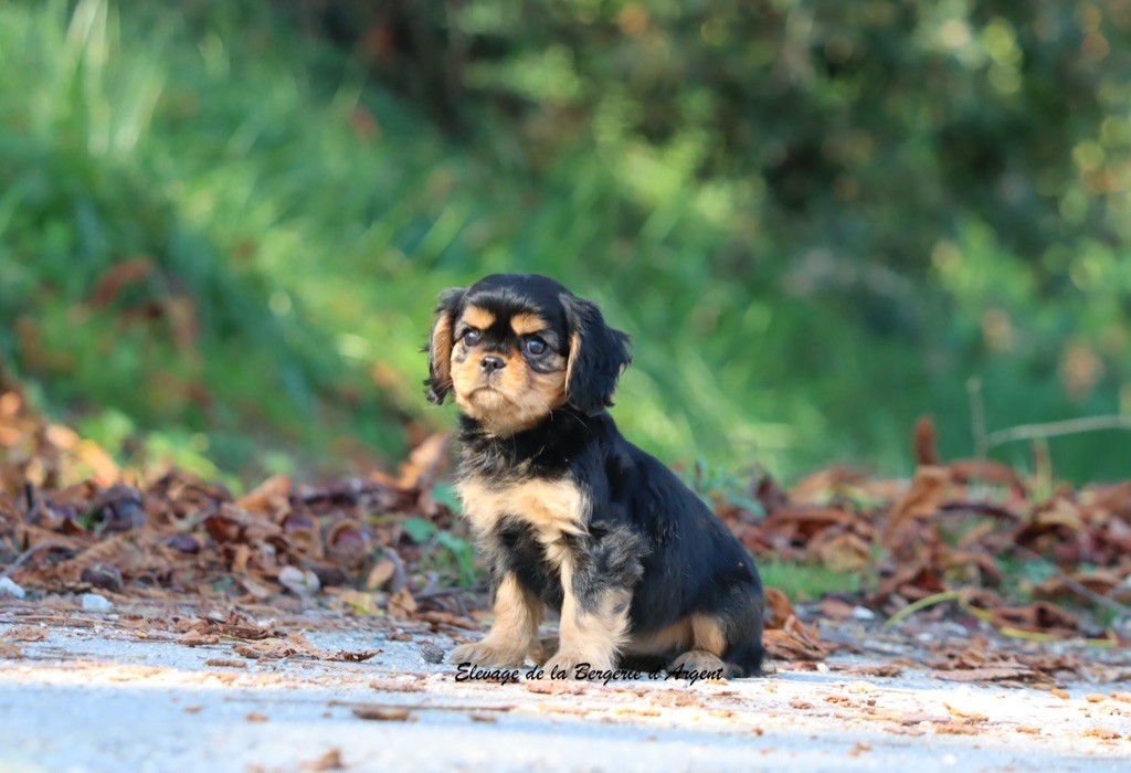Alyzée de la Bergerie d'Argent