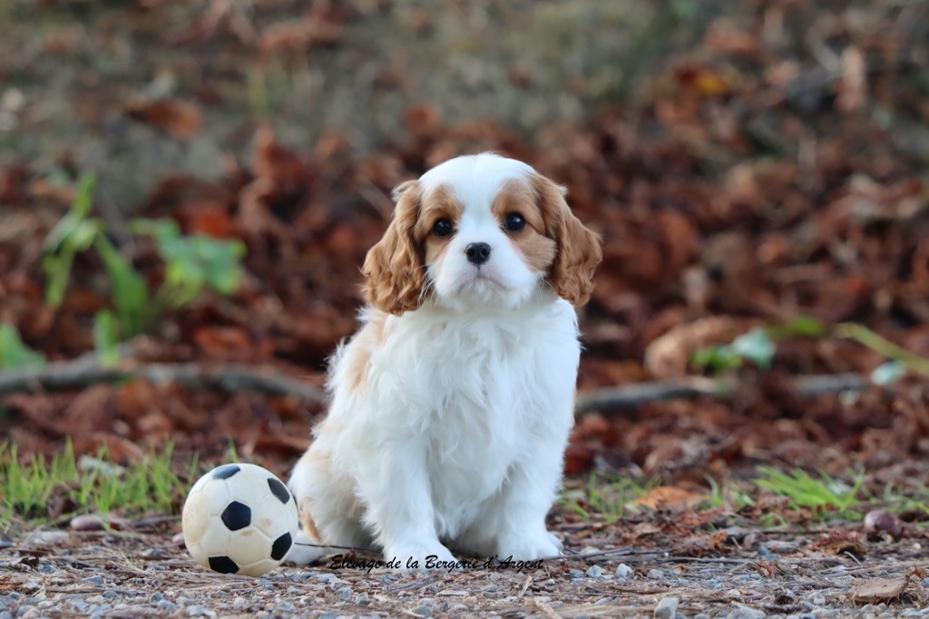Amande de la Bergerie d'Argent