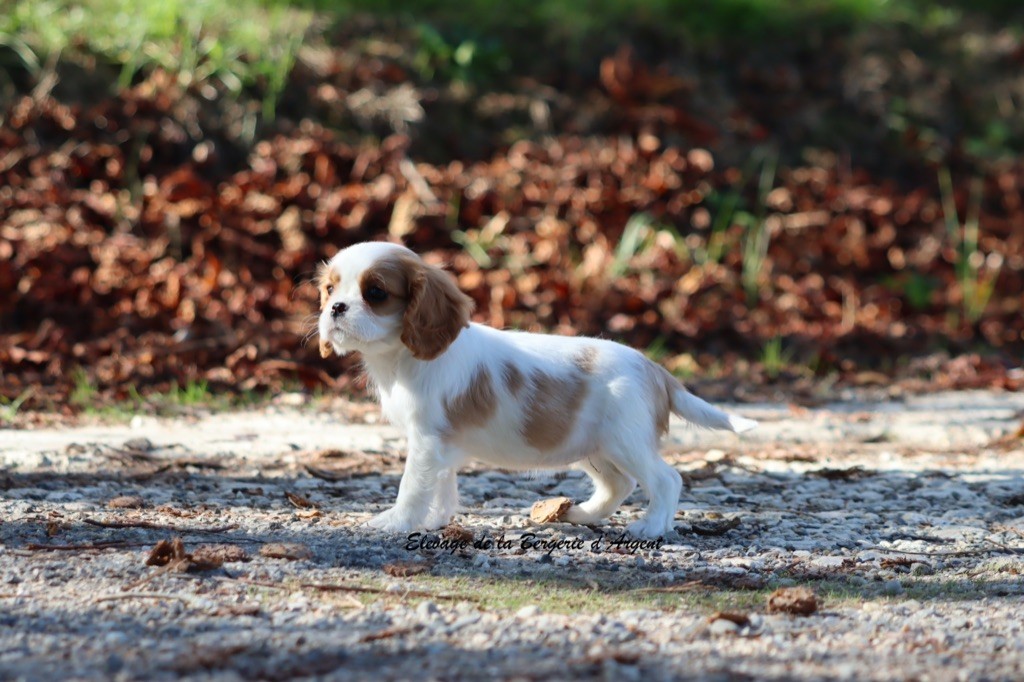 Ashoka de la Bergerie d'Argent