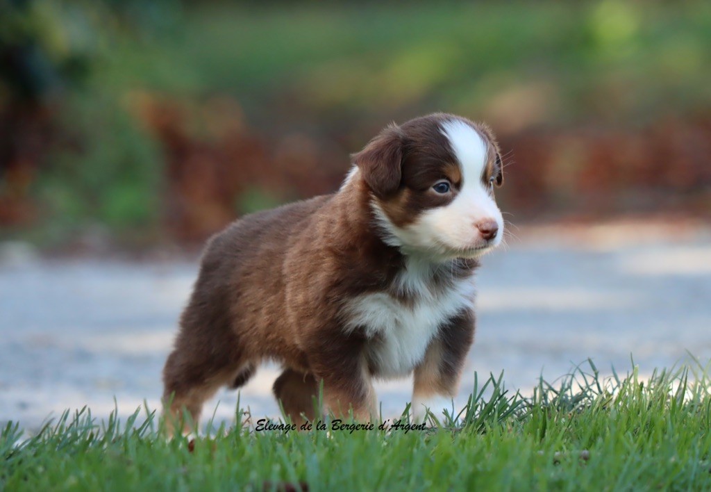 A... de la Bergerie d'argent