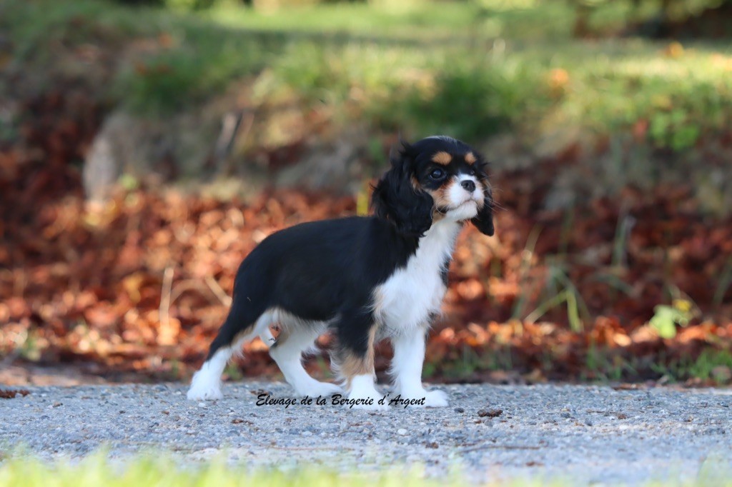 Avaé de la Bergerie d'Argent