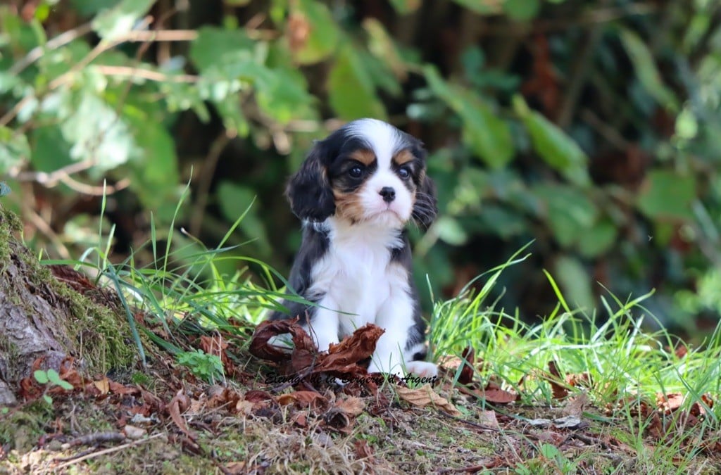 Armani de la Bergerie d'Argent