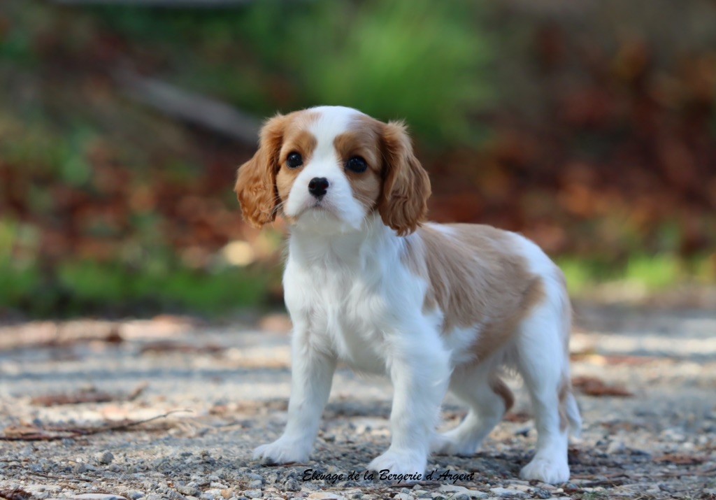 Azalée de la Bergerie d'Argent