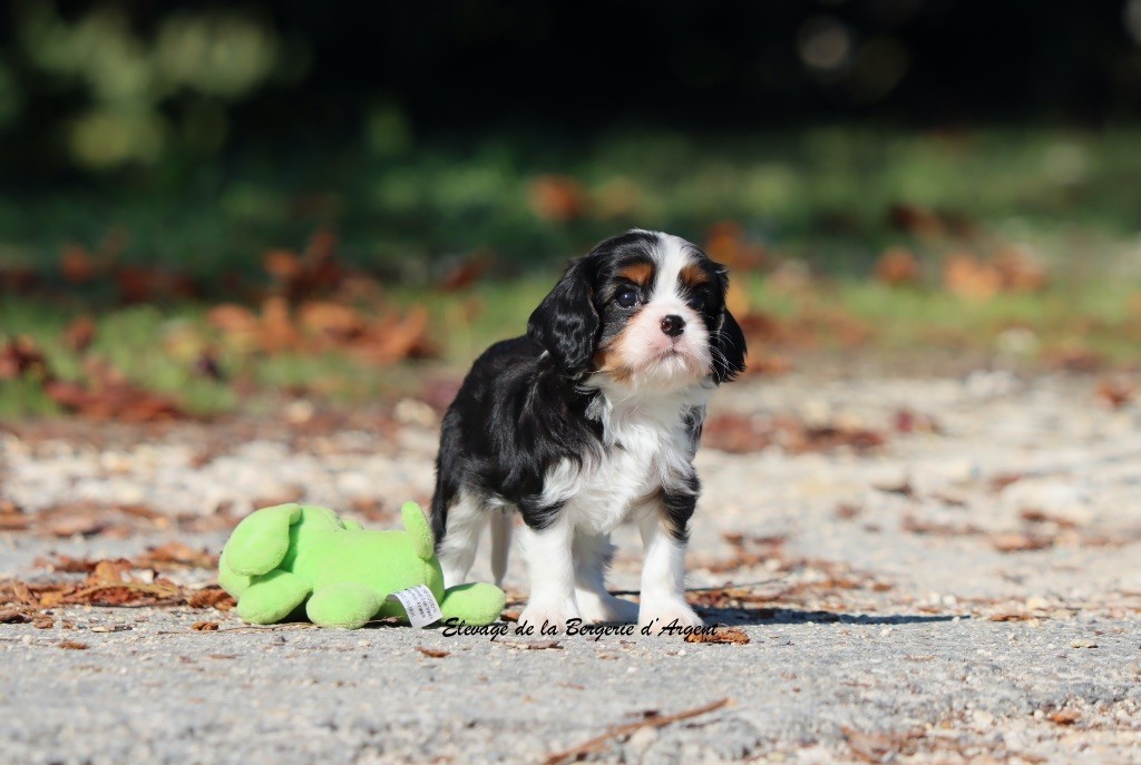 A... de la Bergerie d'Argent