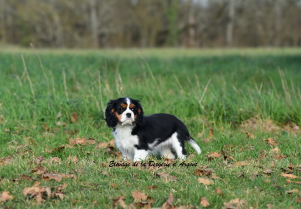 Villow de la Bergerie d'Argent