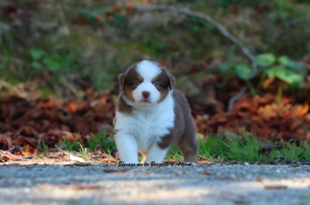 A... de la Bergerie d'Argent