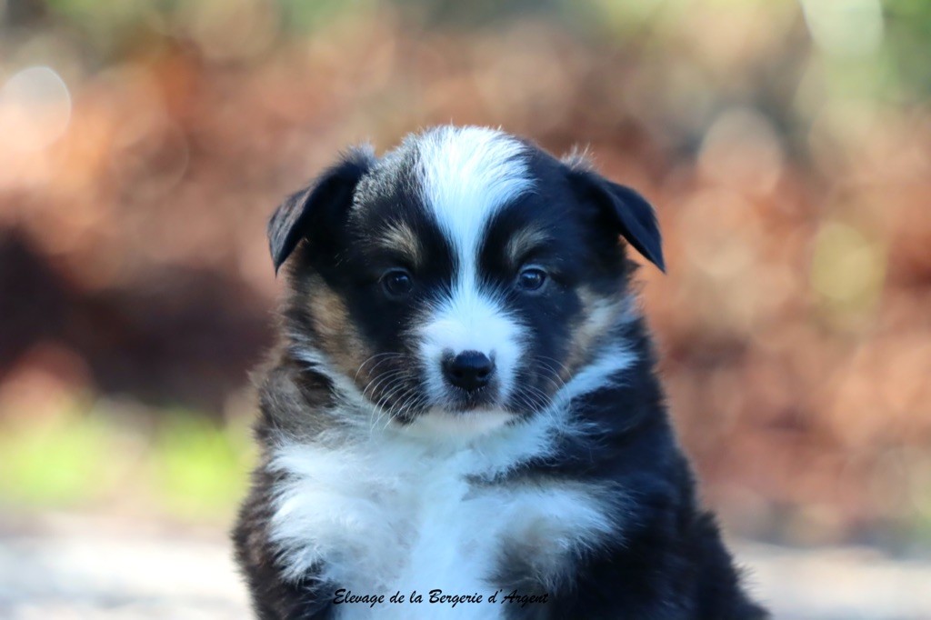 A... de la Bergerie d'Argent