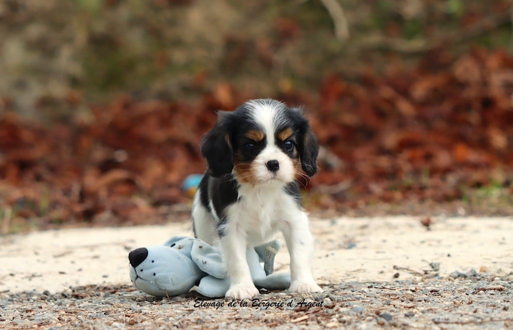 Arya de la Bergerie d'Argent