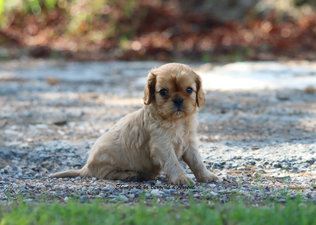 A... de la Bergerie d'Argent