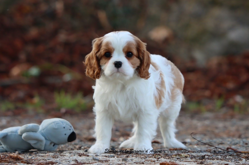 Amande de la Bergerie d'Argent