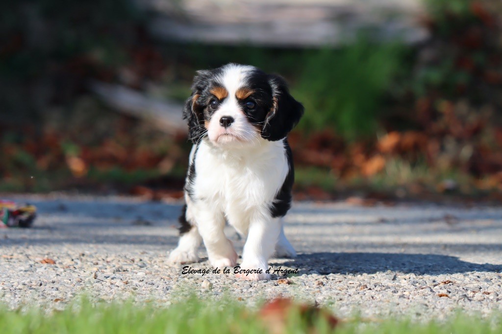 A... de la Bergerie d'Argent