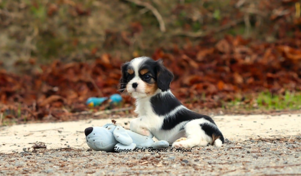 Arya de la Bergerie d'Argent