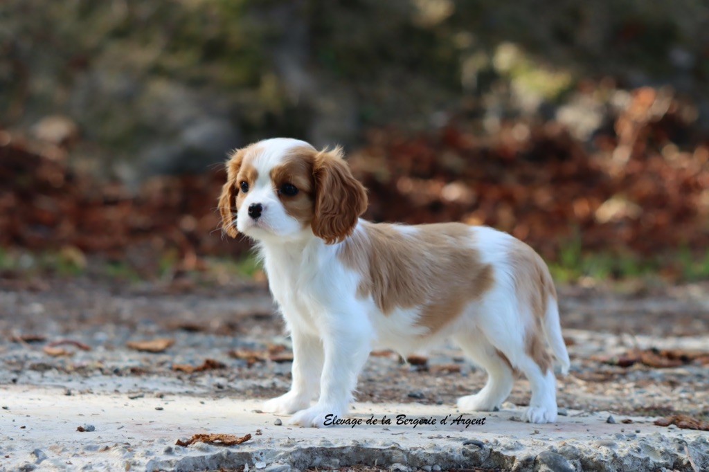 Azalée de la Bergerie d'Argent