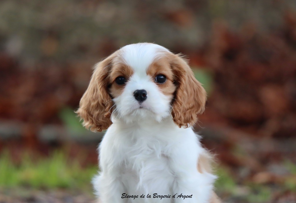 Altesse de la Bergerie d'Argent