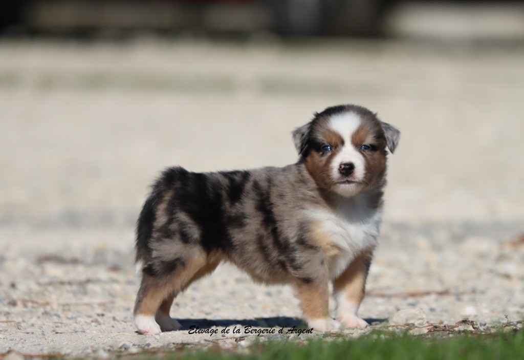 A... de la Bergerie d'Argent