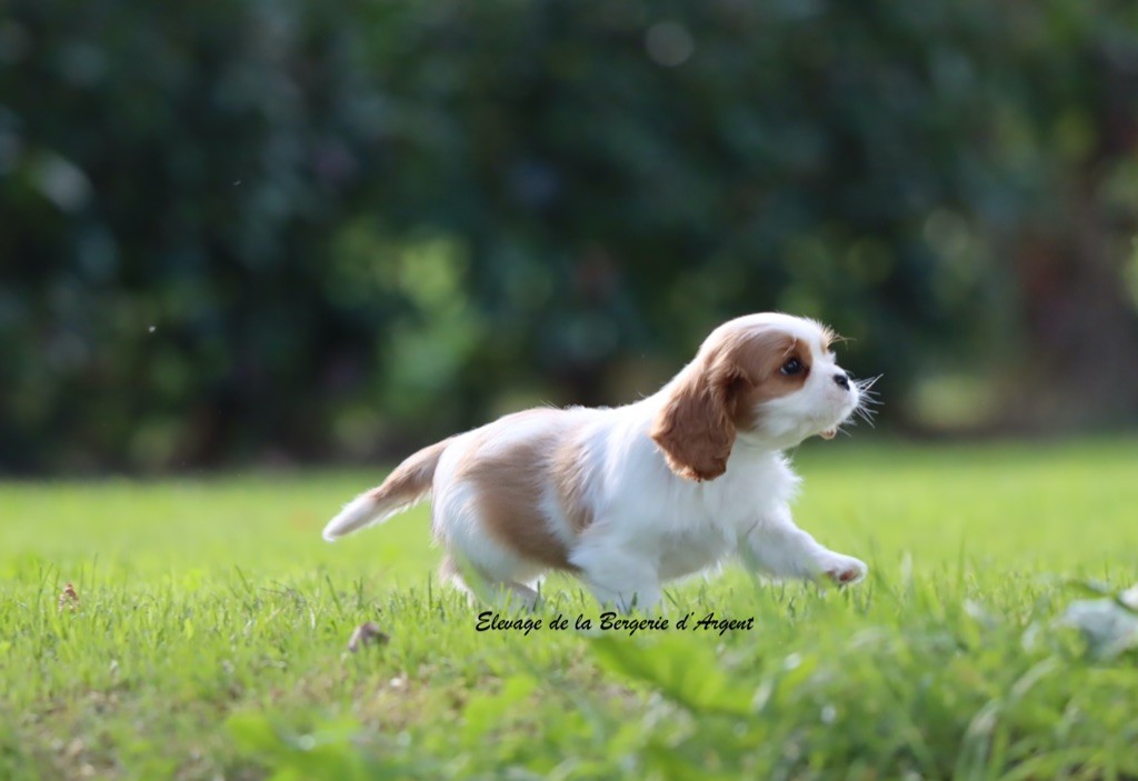 Altesse de la Bergerie d'Argent