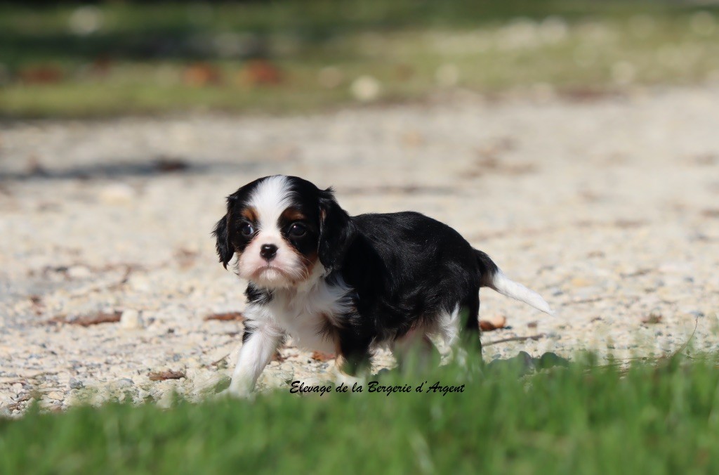 A... de la Bergerie d'Argent