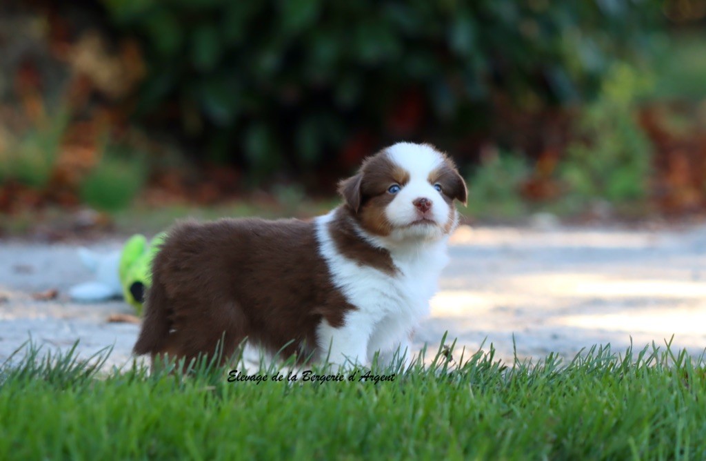 A... de la Bergerie d'Argent