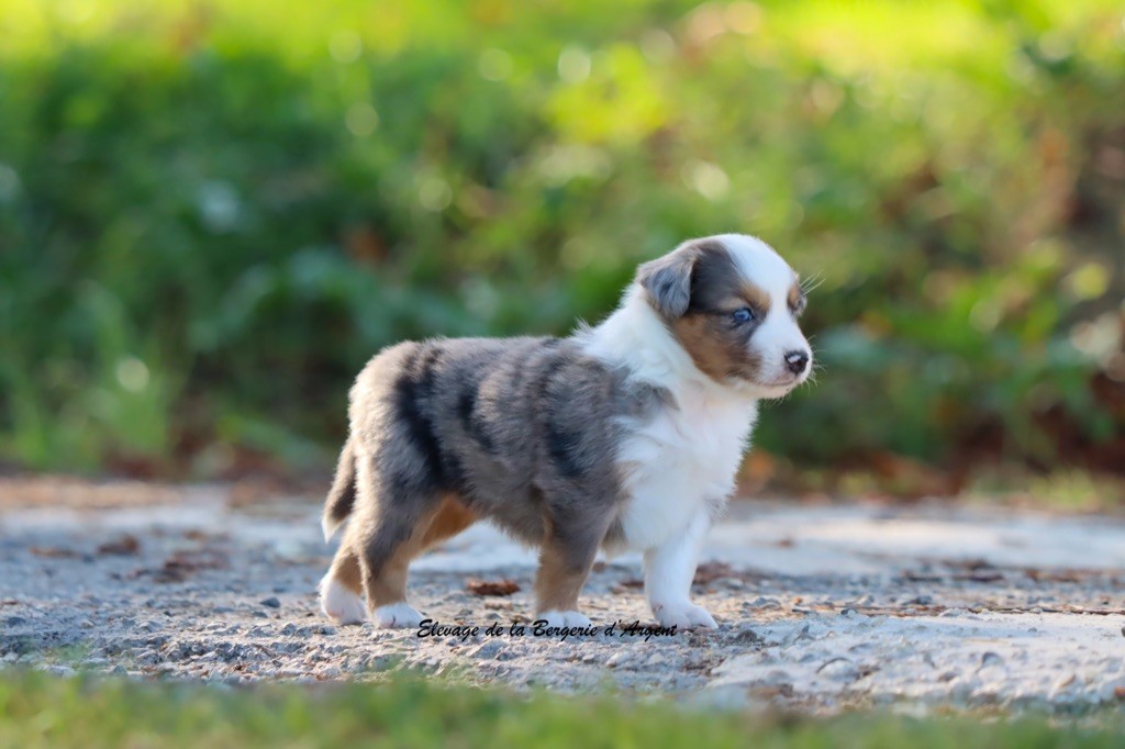A... de la Bergerie d'Argent
