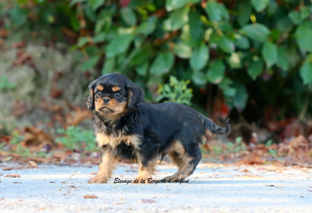 Appy de la Bergerie d'Argent