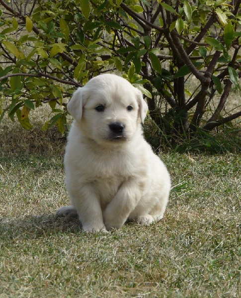 Chiot Elevage De La Bergerie D Argent Eleveur De Chiens Golden Retriever