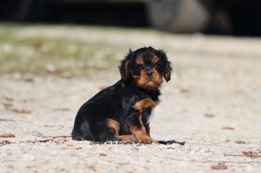 A... de la Bergerie d'Argent
