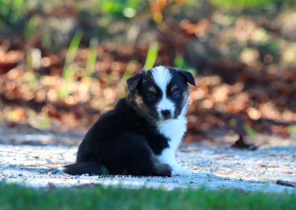 A... de la Bergerie d'Argent